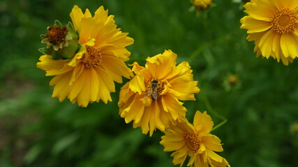 Bee sitting on golden wave flower