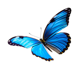 Butterfly close-up on white background, top view, realistic illustration, generative ai