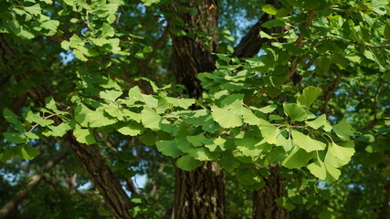 Natural plant ginkgo tree in the outdoor park