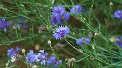 Nature blue cornflower in the garden