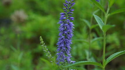 Nature flower of Veronica longifolia