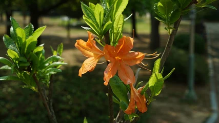 Fototapeten Orange azalea flower tree in the outdoor park © shufilm