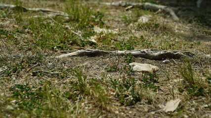 tree roots sticking out of the ground