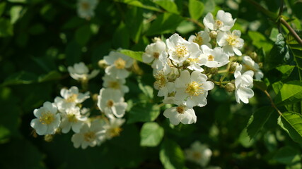 Obraz premium white rosa multiflora tree in the park