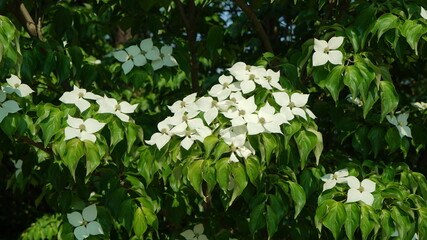 White Flowers of Korean dogwood - Powered by Adobe