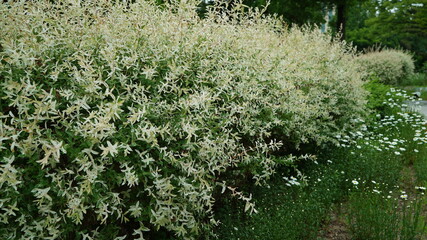 White Pink Salix on the public park garden
