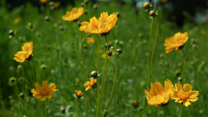 Yellow flower of lance leaved coreopsis in the garden