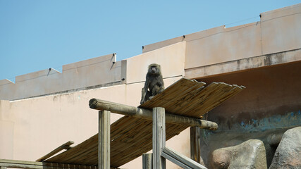 A monkey sitting in a zoo facility at Children's Grand Park in Seoul