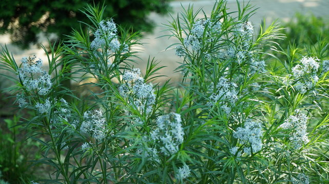 white amsonia flower in the garden