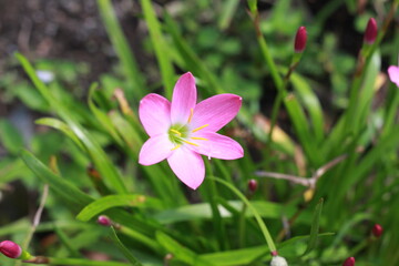 Selective focus Pink flower Zephyranthes grandiflora,,Zephyranthes grandiflora,,beautiful purple rain lily flower.