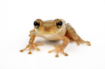 Cuban tree frog // Kuba-Laubfrosch (Osteopilus septentrionalis)