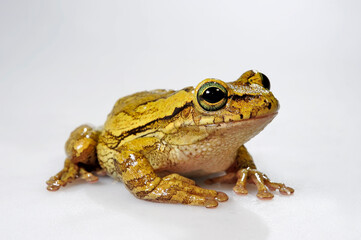 Cuban tree frog // Kuba-Laubfrosch (Osteopilus septentrionalis)