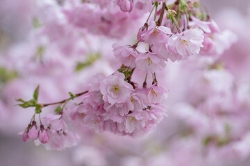 Blossoming cherry tree with pink flowers