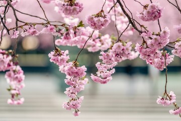 Blossoming cherry tree with pink flowers