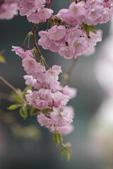 Blossoming cherry tree with pink flowers