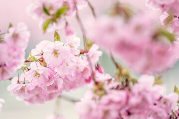 Blossoming cherry tree with pink flowers