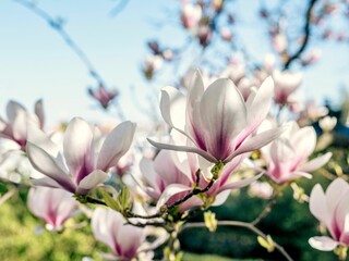 Vibrant naked magnolia (Magnolia denudata) tree branch covered in large white and pink flowers