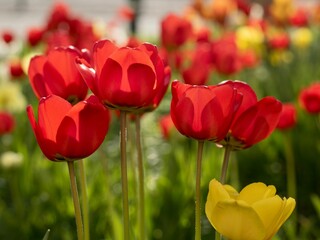 Beautiful outdoor scene a vast array of red tulips in full bloom
