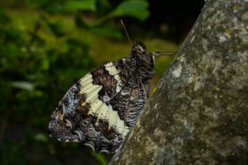 Close-up of a Velvet circus (Brintesia circe) perched atop a gray rock surrounded by green trees