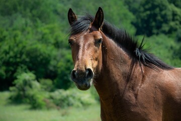 Beautiful brown Creole horse in a lush green grassy field on a sunny day
