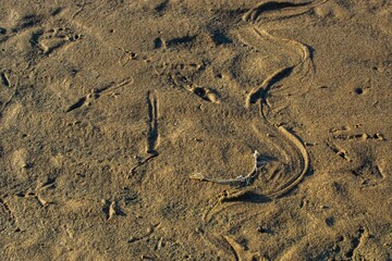 Fototapeta na wymiar Closeup of a fish skeleton on a sandy ground