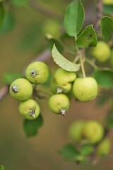 fruit tree branch with a lot of ripening apples, summer garden