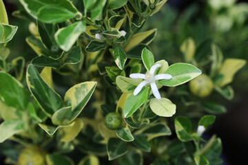 White orange flower citrus plant with variegated leaf