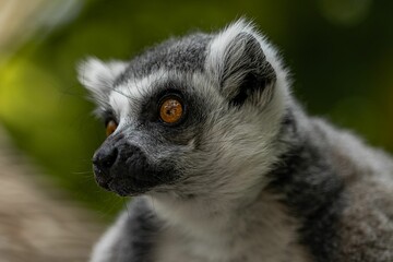 Obraz premium Lemur close up looking left