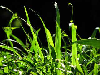 Green grass plants in the field