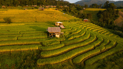 Golden rice terraces field by harvesting season, at Ban Pa Bong Piang Chiang Mai Province, Northern...