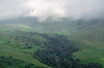 alpine meadows with green trees in the mist