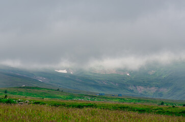 alpine meadows with green trees in the mist