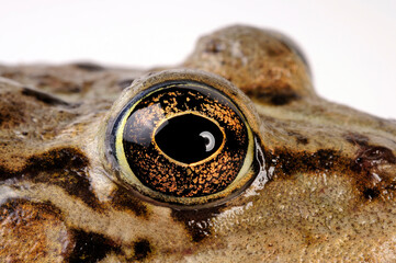 Fototapeta premium Frog's Eye and Tympanic membrane of the Marsh frog // Froschauge und Trommelfell des Seefroschs (Pelophylax ridibundus)