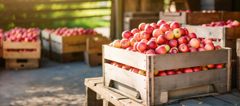 Ripe organic apples in a wooden boxes on the background of an apple orchard.