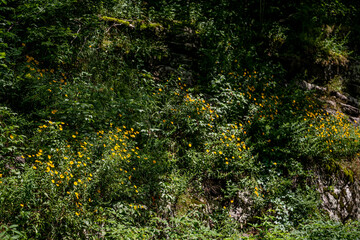 Fototapeta premium blue ridge parkway