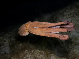 Octopus from the Mediterranean Sea