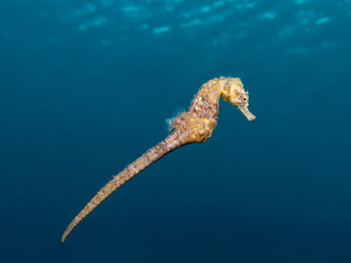 Golden seahorse from the Mediterranean Sea - obrazy, fototapety, plakaty