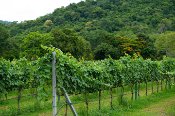 Fototapeta na wymiar vineyard with nature blue sky and mountain nature background Nature wallpaper.