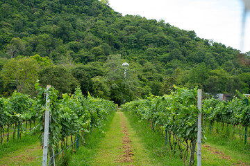 Obraz premium vineyard with nature blue sky and mountain nature background Nature wallpaper.
