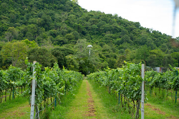 vineyard with nature  blue sky and mountain  nature background  Nature wallpaper.