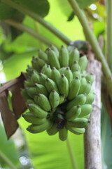 Obraz premium bananas on tree