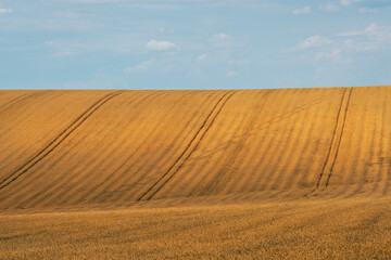Fototapeta na wymiar Summer wheat field in Moldova