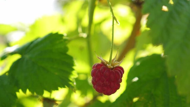 Ripe red raspberry grow at the garden, closeup. Autumn harvest