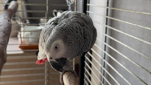 Jaco parrot in a cage. Feathered gray with a red tail. A large talking bird with a sharp beak.