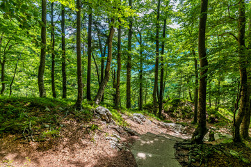 Fototapeta na wymiar A view down the wooded path leading down from the Savica waterfall above lake Bohinj, Slovenia in summertime