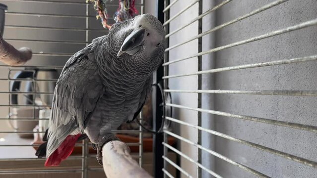 Jaco parrot in a cage. Feathered gray with a red tail. A large talking bird with a sharp beak.