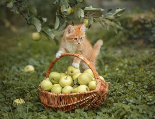 Photo of a red kitten near a basket with green apples.