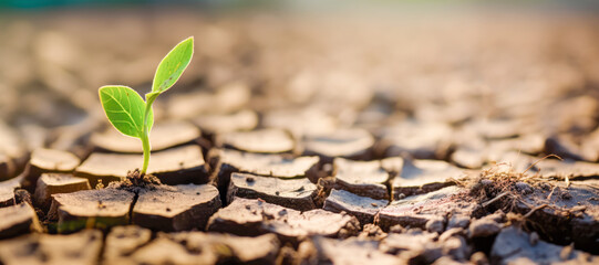 struggling plant trying to sprout amidst the dry and parched earth, symbolizing the resilience of life in adverse weather conditions.