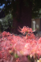 ピンクの彼岸花