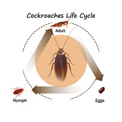 Cockroaches Life Cycle object vector on white background.Isolated.for graphic design,education,science,agriculture and artwork. - obrazy, fototapety, plakaty